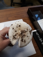 Amanita elliptosperma