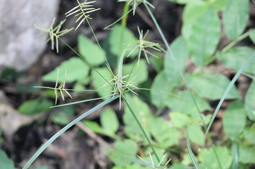 Cyperus sphacelatus iNat (2)