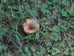 Russula puellaris