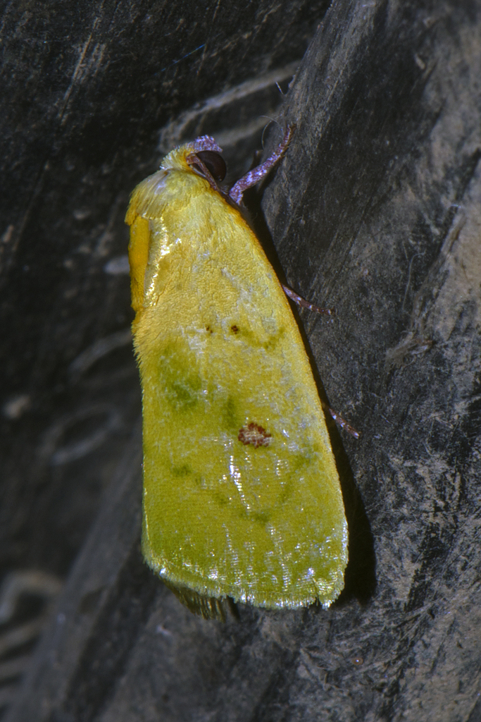 Earias flavida