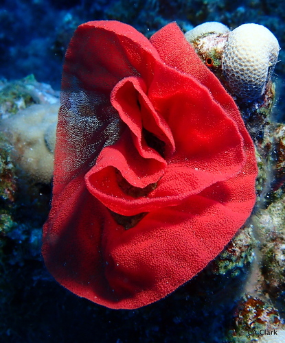 Hexabranchus sanguineus, 2019-10-23