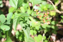 Pleuropetalum pleiogynum