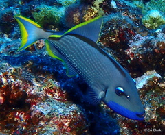 Xanthichthys auromarginatus