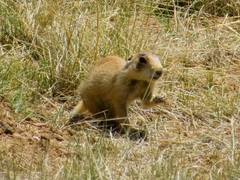 Cynomys parvidens