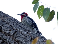 Sphyrapicus ruber × nuchalis