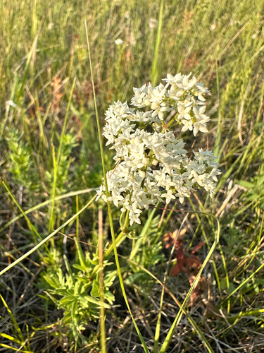 Northern Bedstraw