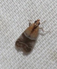 Moodna pallidostrinella