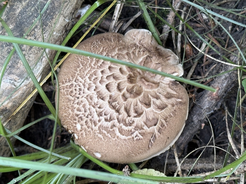 Sarcodon sp. 'imbricatus-PNW07'