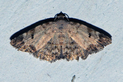 Mataeomera semialba