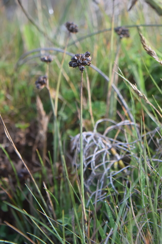 Falcate rush (Juncus falcatus)