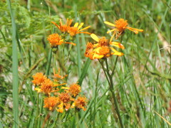 Jacobaea abrotanifolia