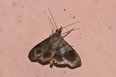 Clupeosoma
