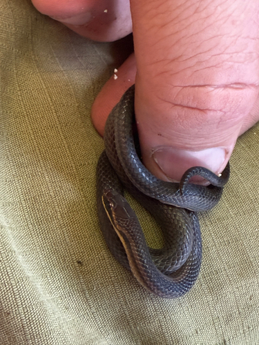 Oaxacan Graceful Brown Snake