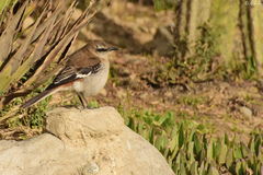 Mimus dorsalis