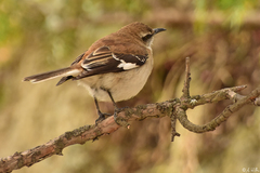 Mimus dorsalis