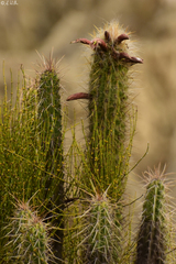 Oreocereus pseudofossulatus