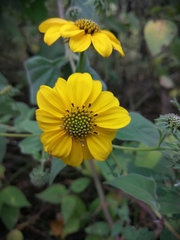 Viguiera
