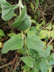 Viguiera