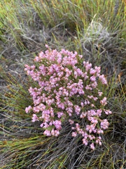 Erica palliiflora