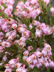 Erica palliiflora