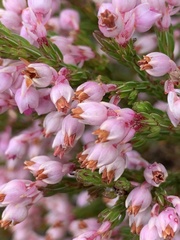 Erica palliiflora