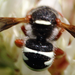 Rudolph's Austral-Resin Bee - Photo (c) orlandomontes, some rights reserved (CC BY-NC), uploaded by orlandomontes