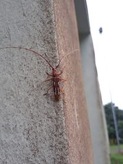 Eurymerus eburioides