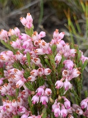 Erica palliiflora