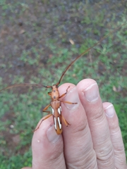 Eurymerus eburioides