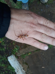 Eurymerus eburioides