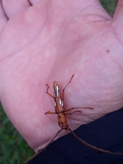 Eurymerus eburioides