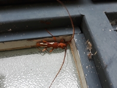 Eurymerus eburioides