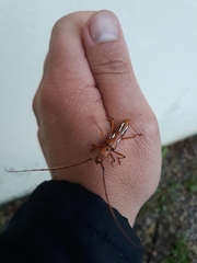 Eurymerus eburioides