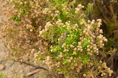 Baccharis boliviensis