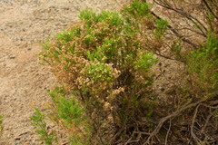 Baccharis boliviensis