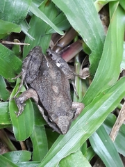 Physalaemus cuvieri