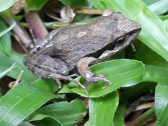 Physalaemus cuvieri