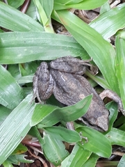 Physalaemus cuvieri