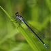 Variable Bluet - Photo (c) Erland Refling Nielsen, some rights reserved (CC BY-NC)