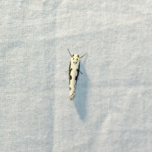 Viper's Bugloss Moth, Loosduinen-do, The Hague, Netherlands, photo 9 of 10