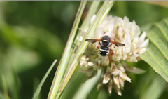 Notanthidium rudolphi