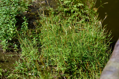 Pogonatherum crinitum