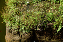 Pogonatherum crinitum