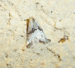 Zebeeba falsalis