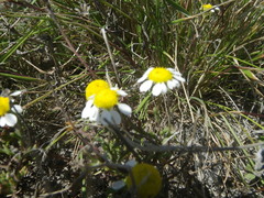 Oncosiphon africanus