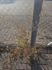 prickly lettuce