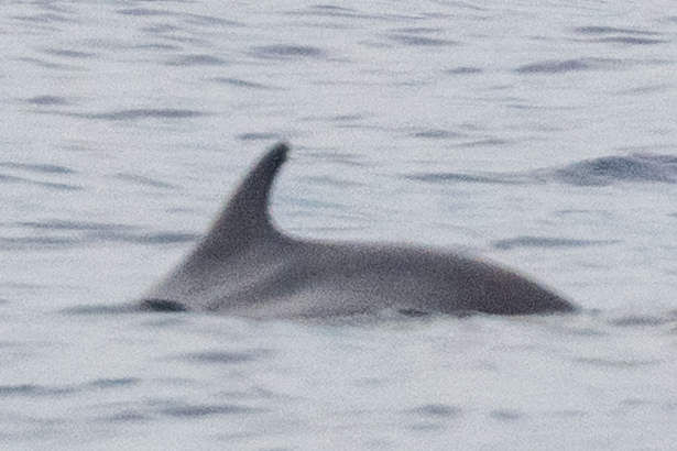Kogia breviceps