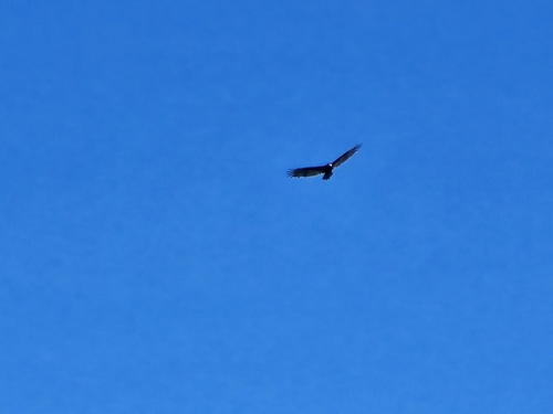 Turkey Vulture photographed in South Carolina