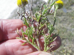 Oncosiphon africanus