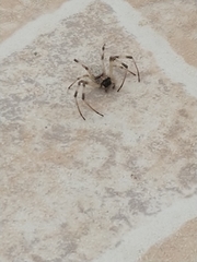 Nephilingis cruentata